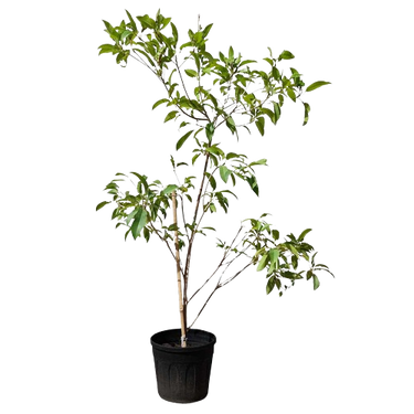 Manilkara Zapota, Chickoo fruit tree, Chickoo plant for sale, Sapodilla tree, Tropical fruit tree